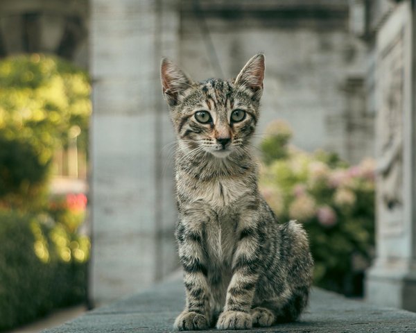 Le rôle de l'hygiène dans le contrôle de l'allergie aux chats