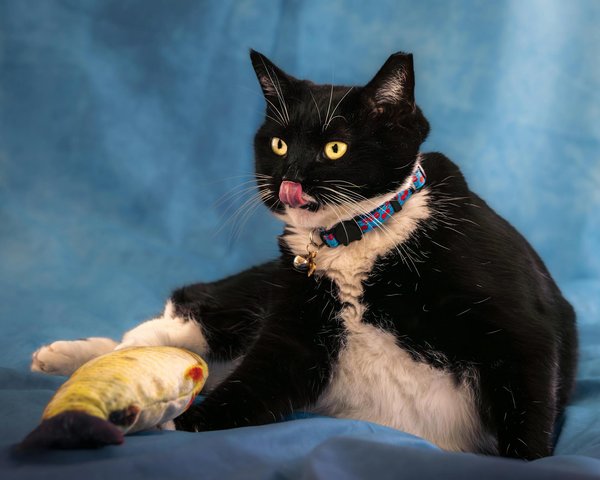 La force et la beauté des bagues tigre pour vous séduire