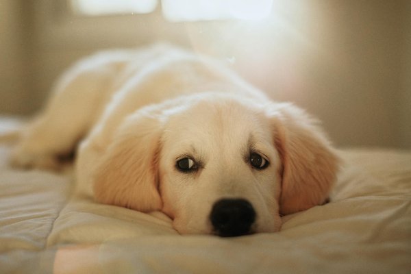 Repas frais pour chien : santé, qualité et personnalisation